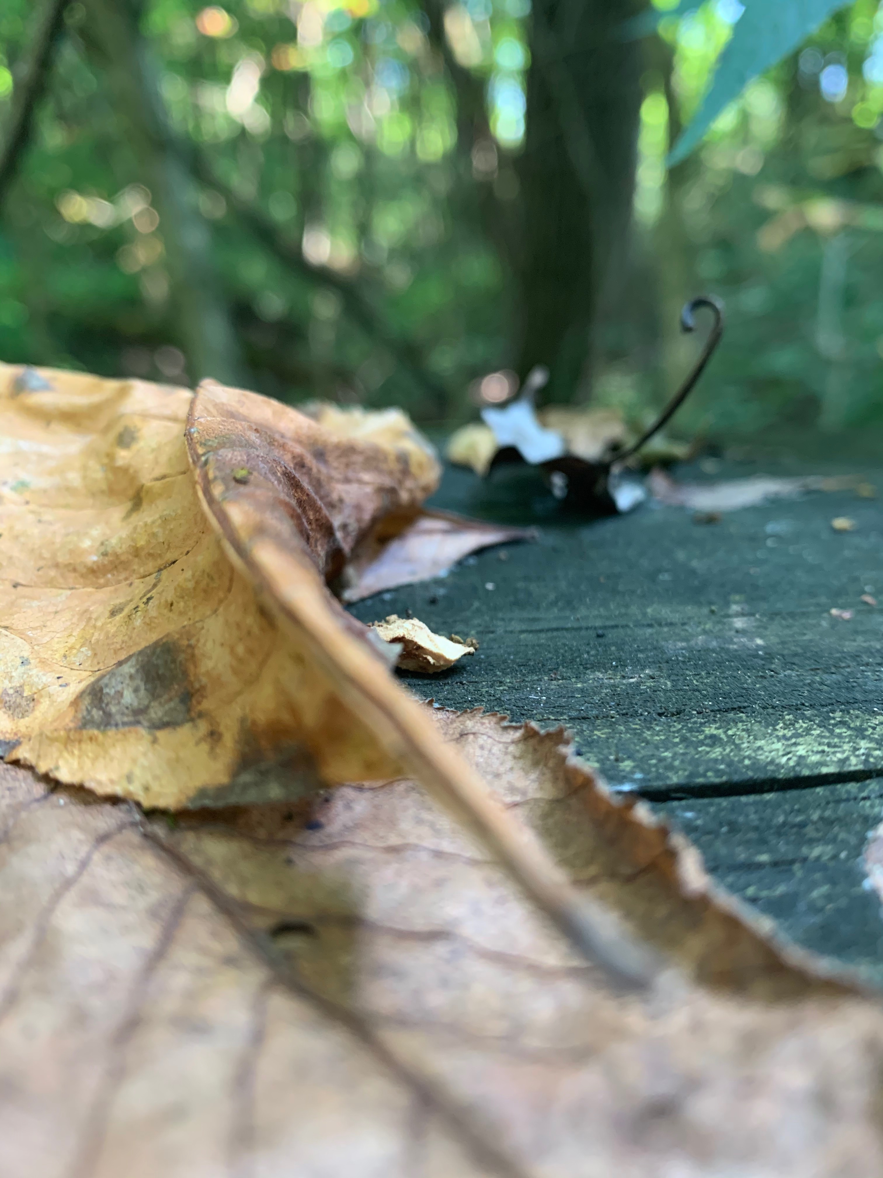 Close up of leaf on a trail